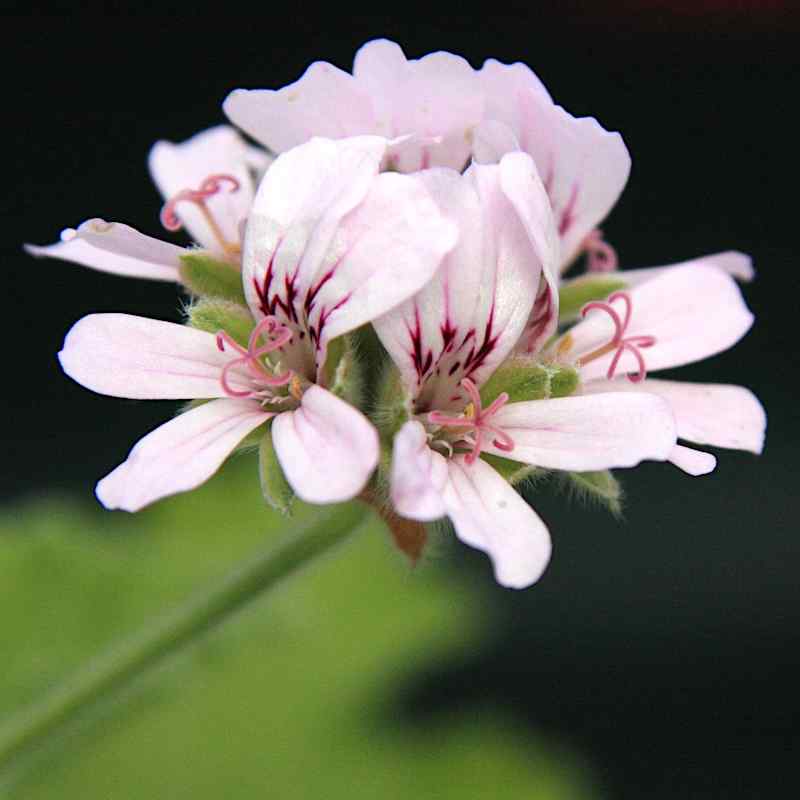 Pelargonium Attar of Roses