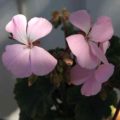 Pelargonium Bashful