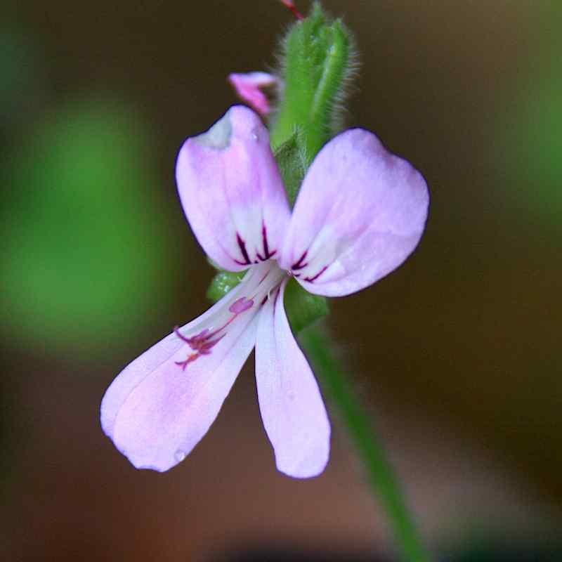 Pelargonium Beauty