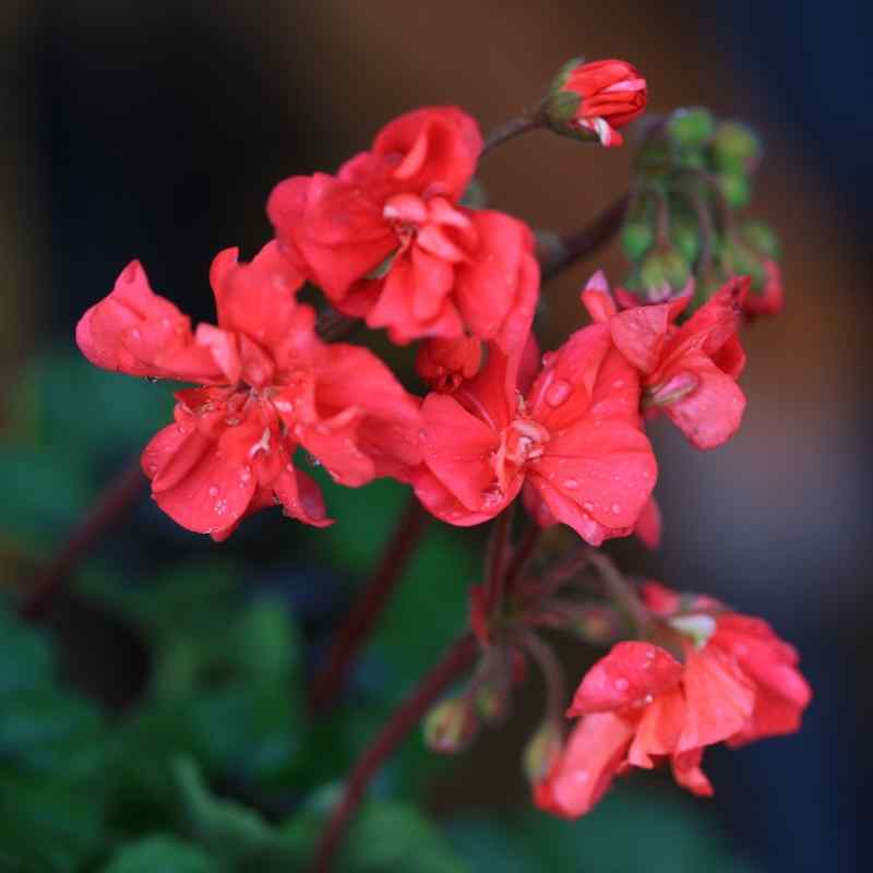 Pelargonium Black Knight