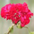 Pelargonium Black Pearl