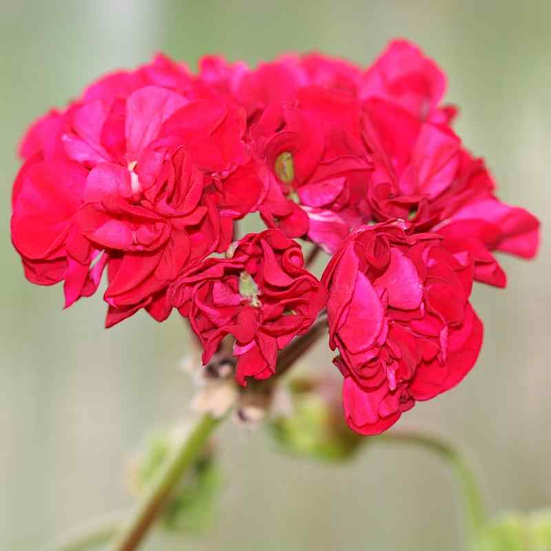 Pelargonium Black Pearl