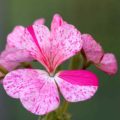 Pelargonium Blueberry Ripple