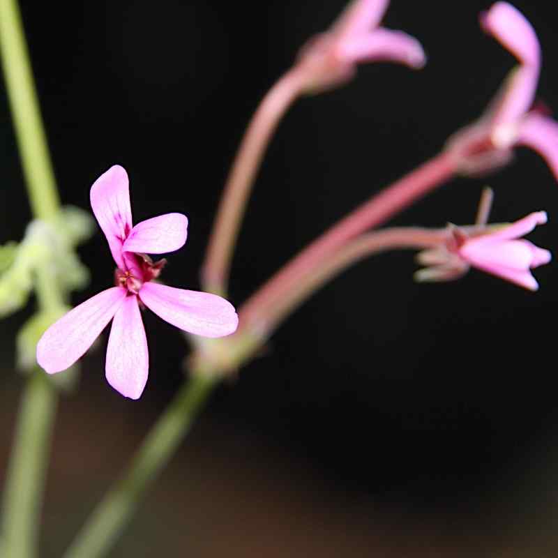 Pelargonium Brilliantine