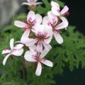 Pelargonium Candy Dancer