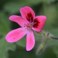 Pelargonium Capri