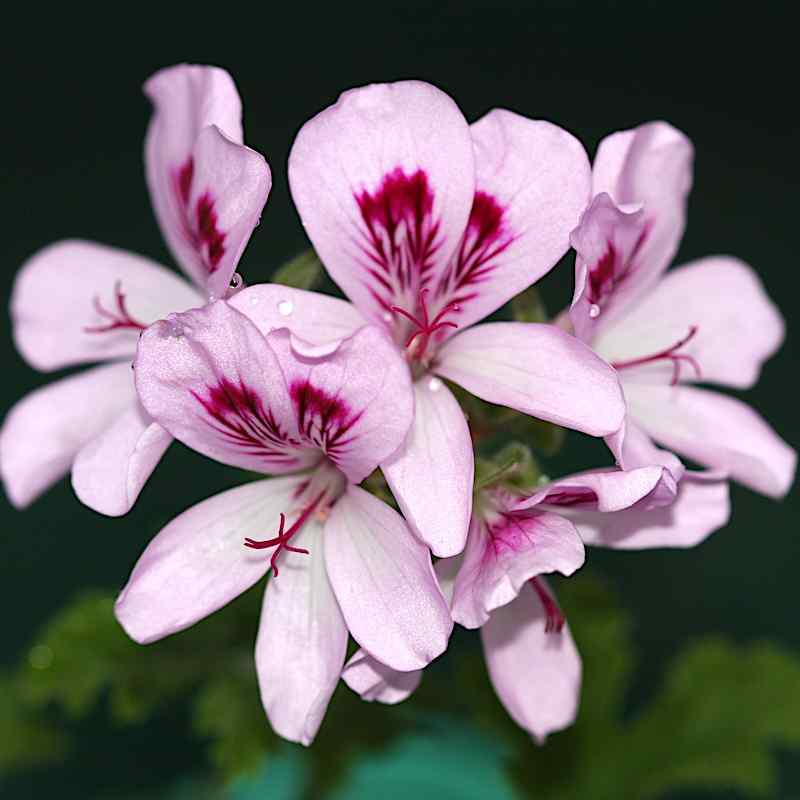 Pelargonium Coptorne