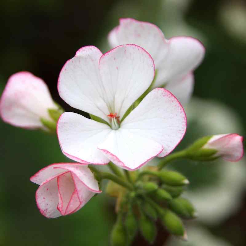 Pelargonium Carmel