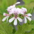 Pelargonium Charity