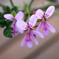 Pelargonium Chocolate Blotch