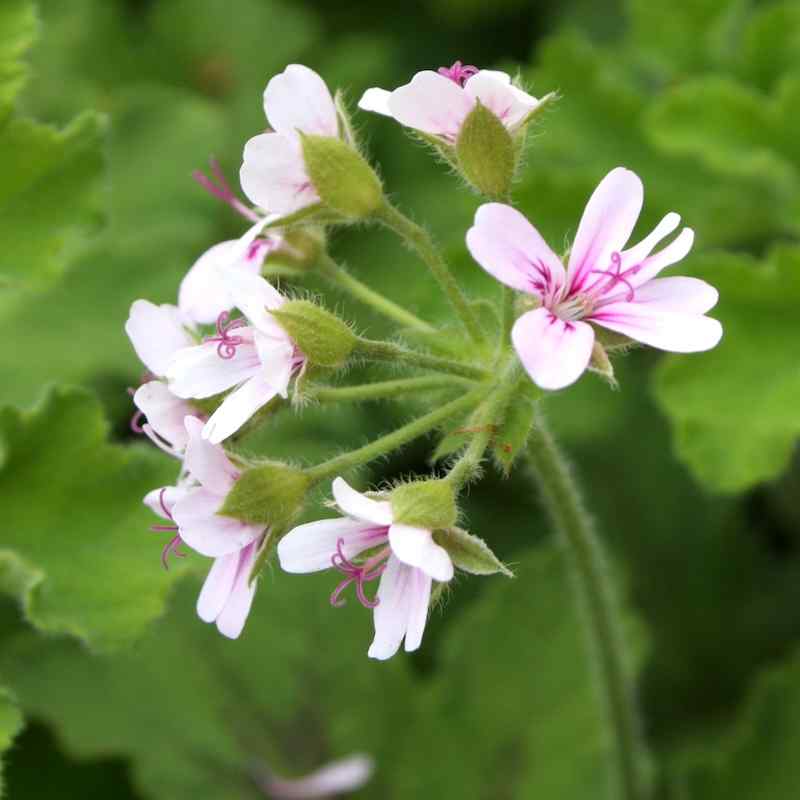 Pelargonium Chocolate Mint