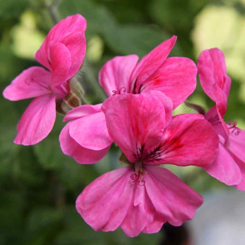 Pelargonium Clorinda