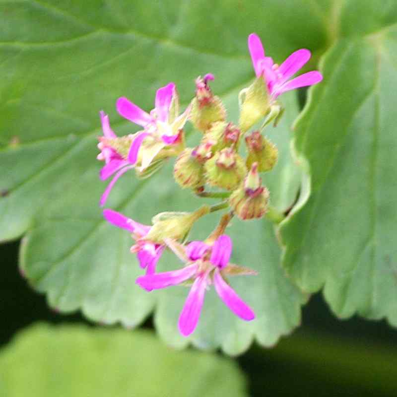 Pelargonium grossularioides (Coconut)