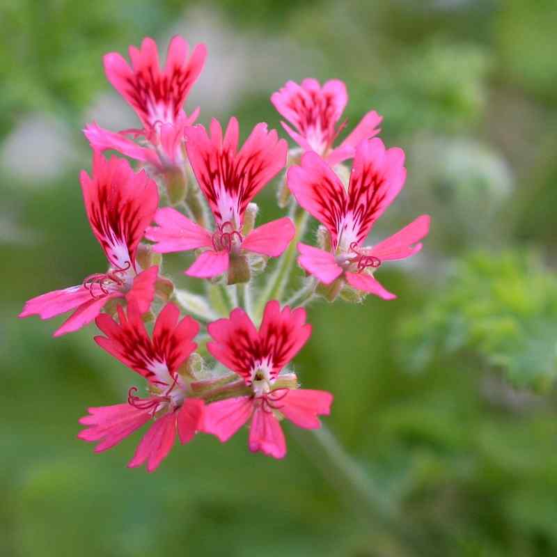 Pelargonium Concolor Lace