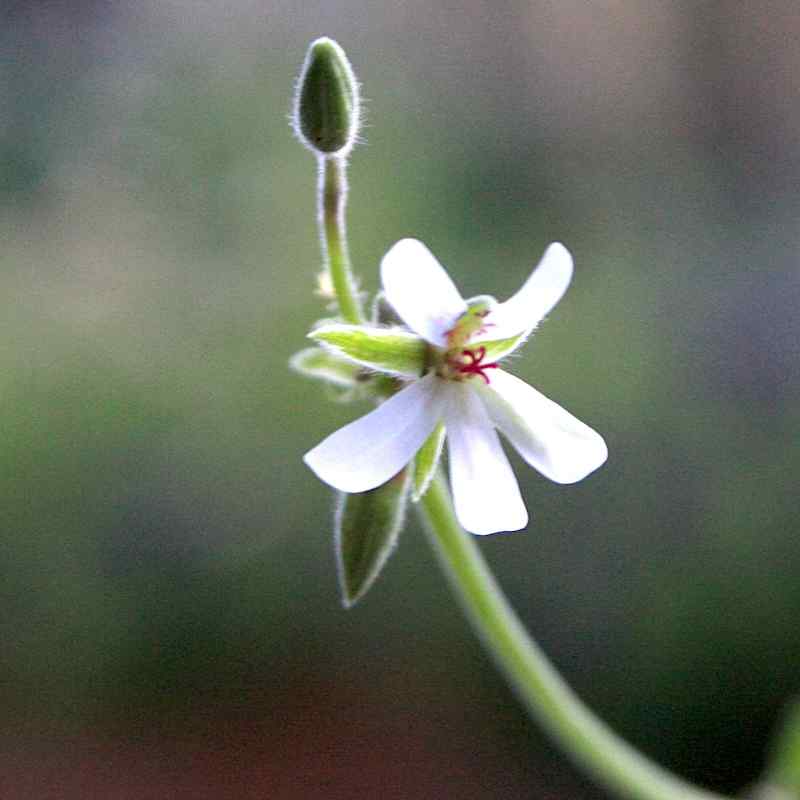 Pelargonium Creamy Nutmeg