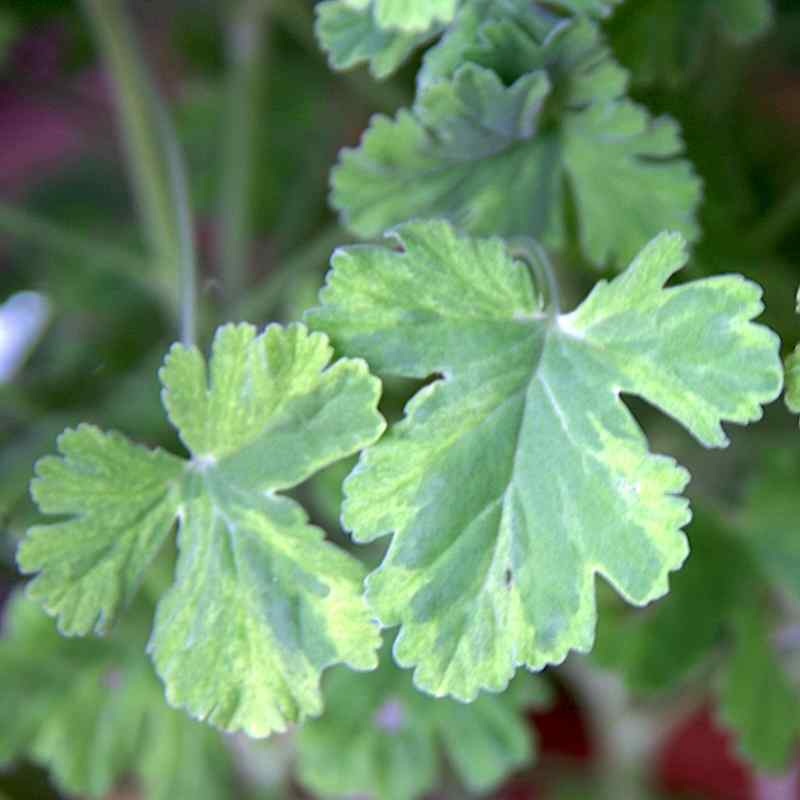 Pelargonium Creamy Nutmeg