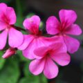 Pelargonium Crocodile