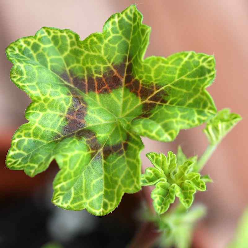 Pelargonium Crocodile