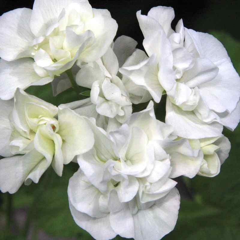 Pelargonium Deacon Arlon