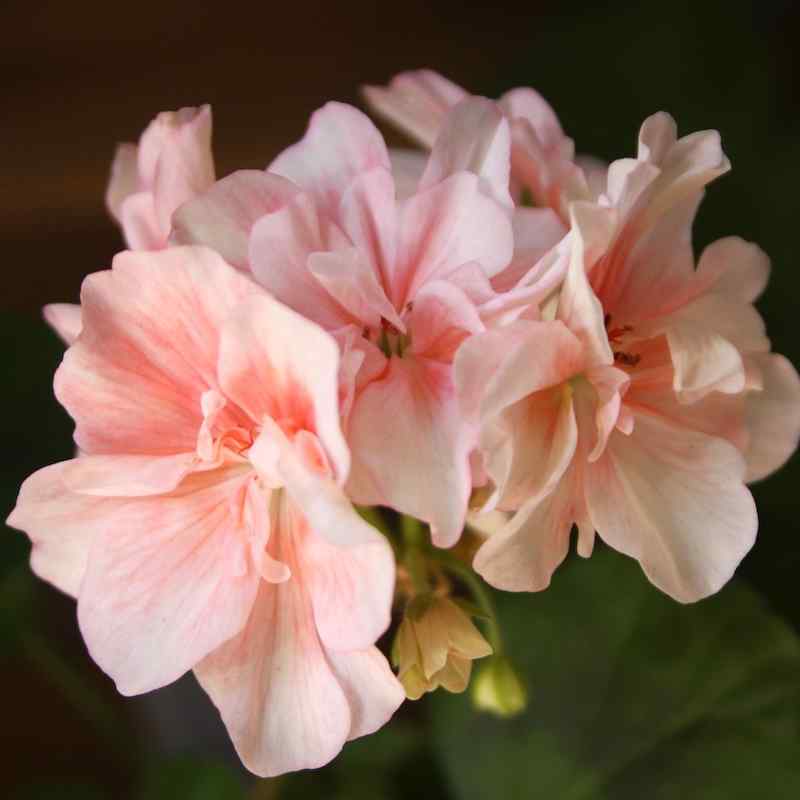 Pelargonium Deacon Minuet