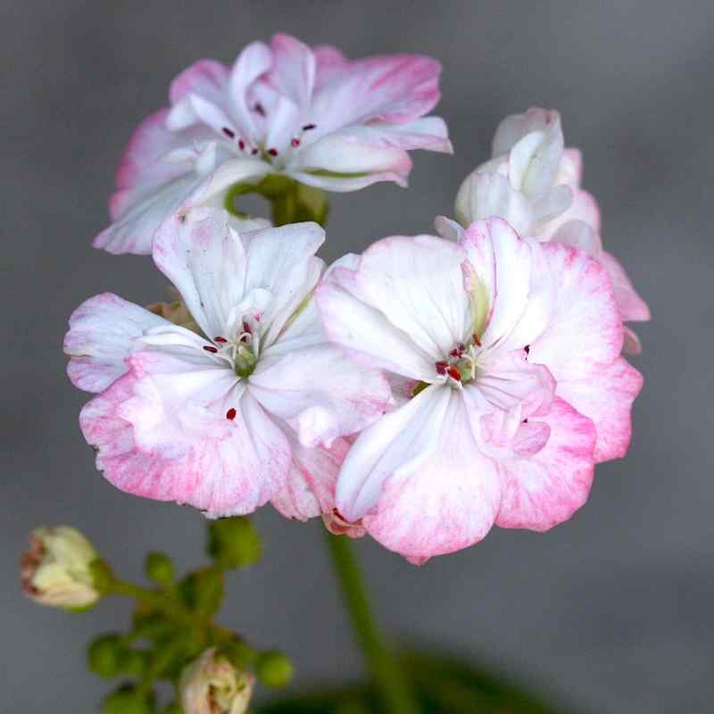 Pelargonium Deacon Picotee