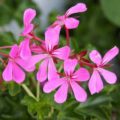 Pelargonium Decora Violet