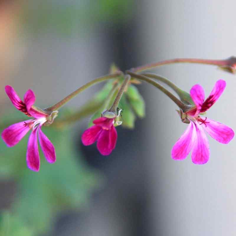 Pelargonium Deerwood Lavender Lad