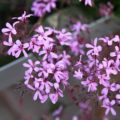 Pelargonium Deerwood Lavender Lass