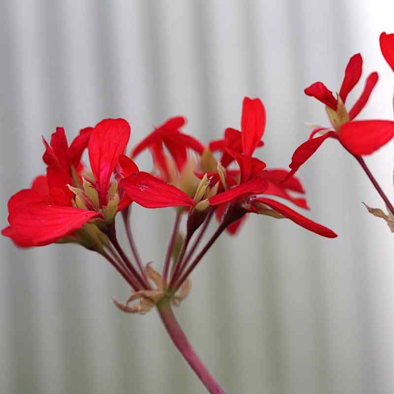 Pelargonium Distinction