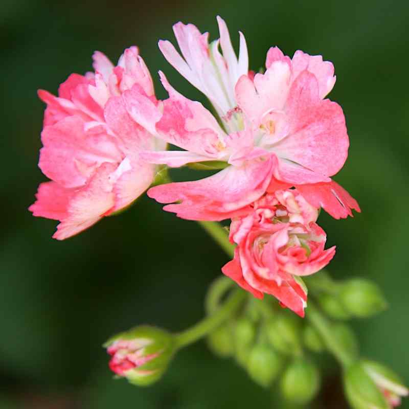 Pelargonium Don Chiverton