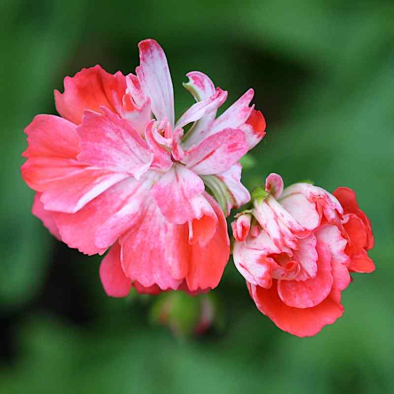 Pelargonium Don Chiverton