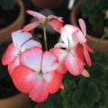 Pelargonium Dopey