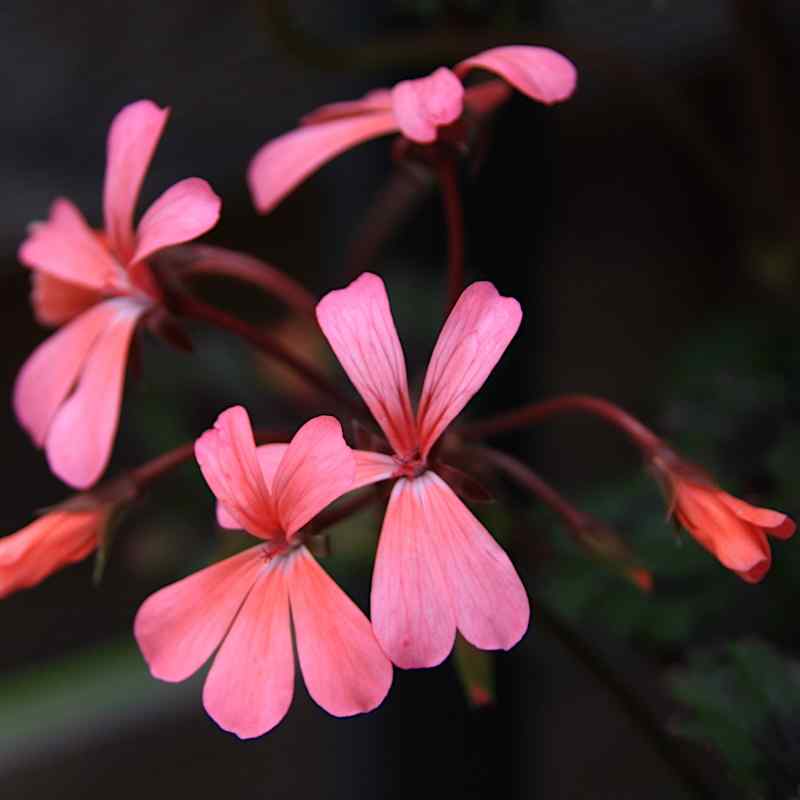 Pelargonium Dresden Pink