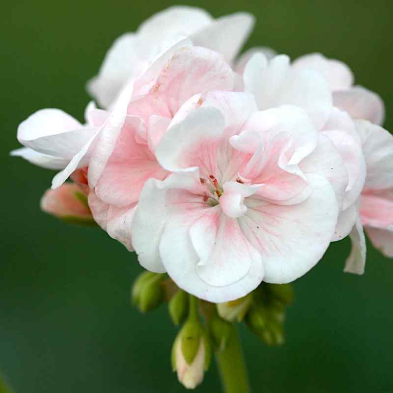 Pelargonium Dronning Ingrid