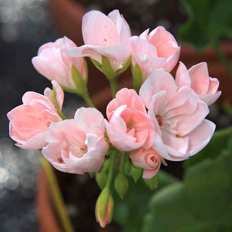 Pelargonium Emma fra Bengtsbo