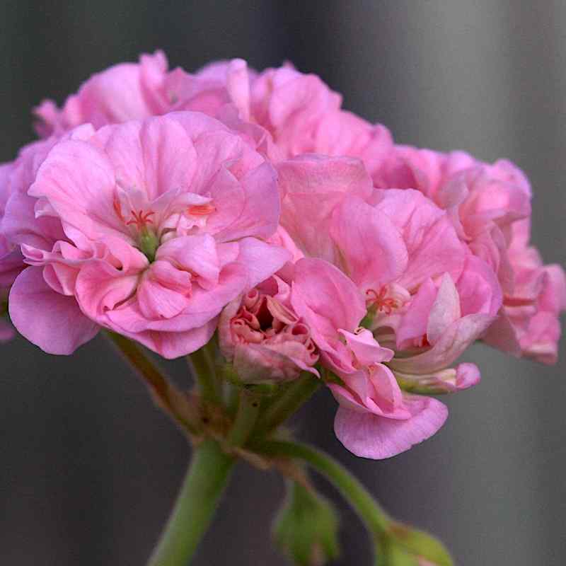 Pelargonium Eureka