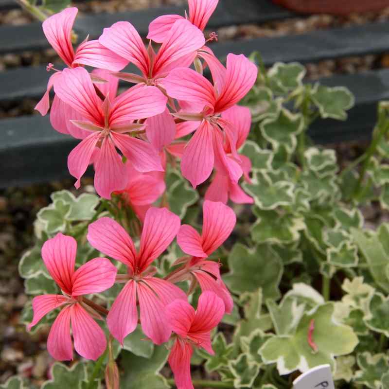 Pelargonium Evka Pink