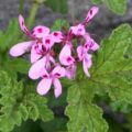 Pelargonium Fair Ellen