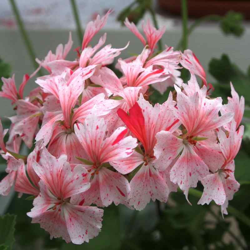 Pelargonium Faye Brawner