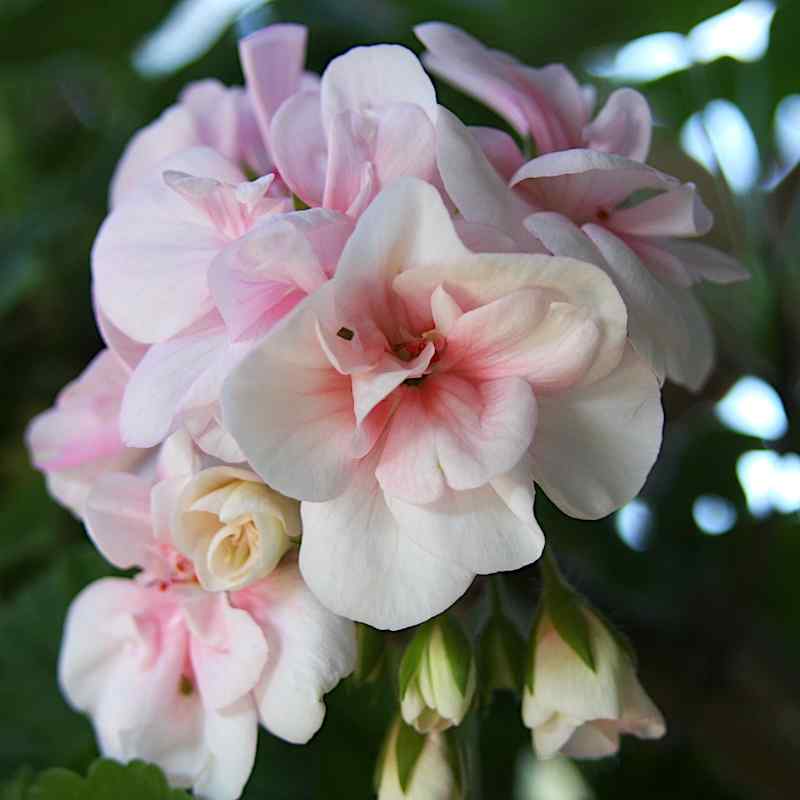 Pelargonium Fiat Royale