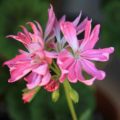 Pelargonium Fireworks Happy Pink