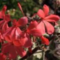 Pelargonium Frank Headly