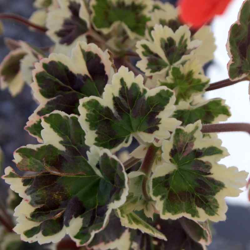 Pelargonium Frank Headly