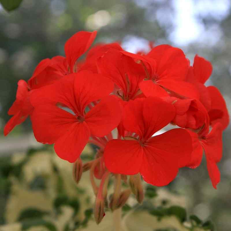 Pelargonium Freak of Nature