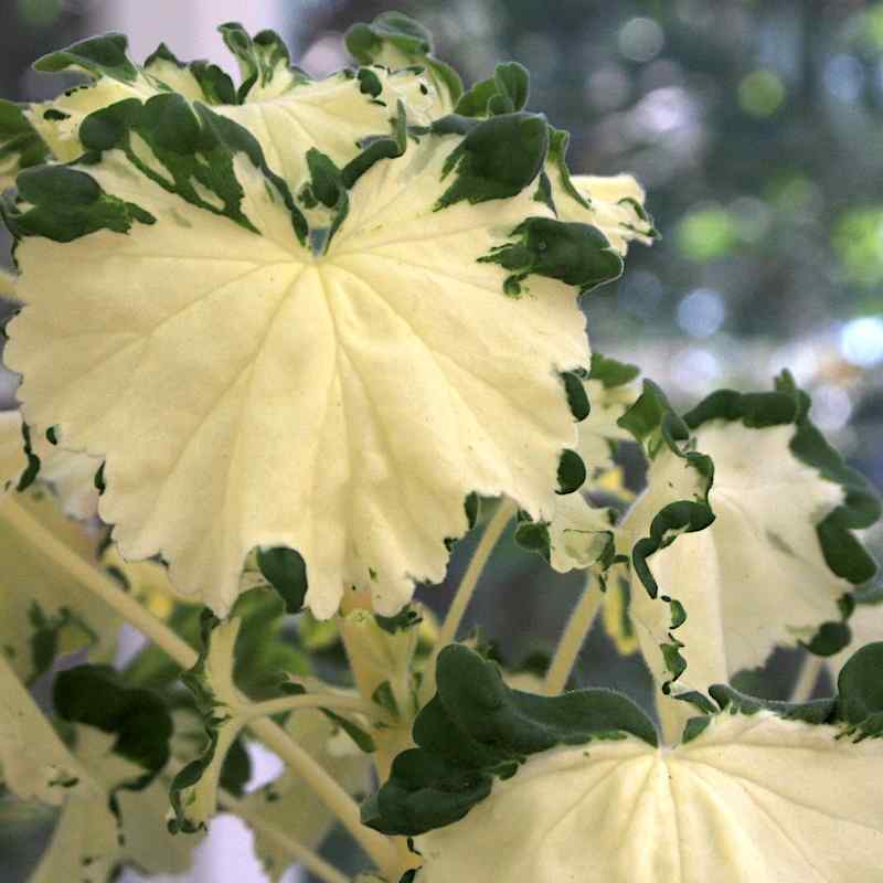 Pelargonium Freak of Nature