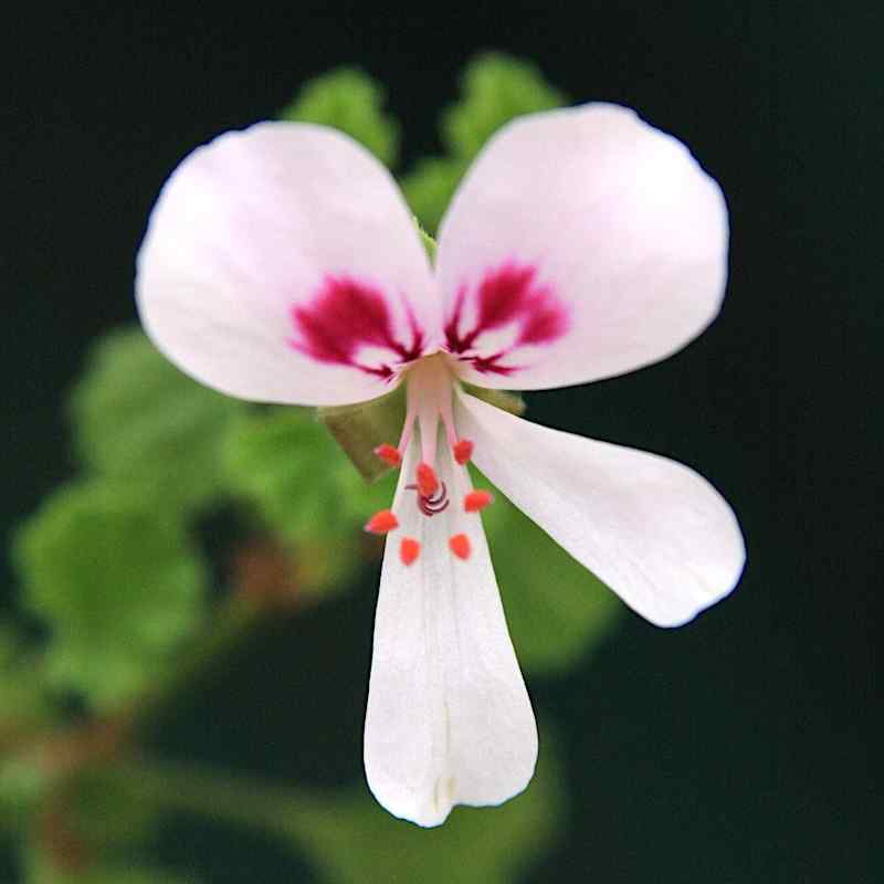 Pelargonium Frensham