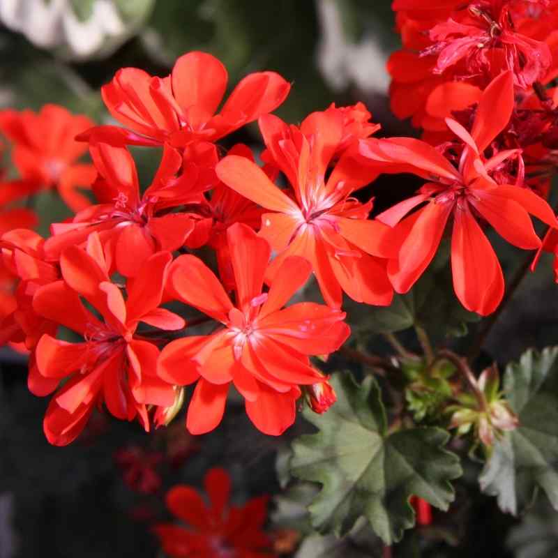 Pelargonium Friesdorf