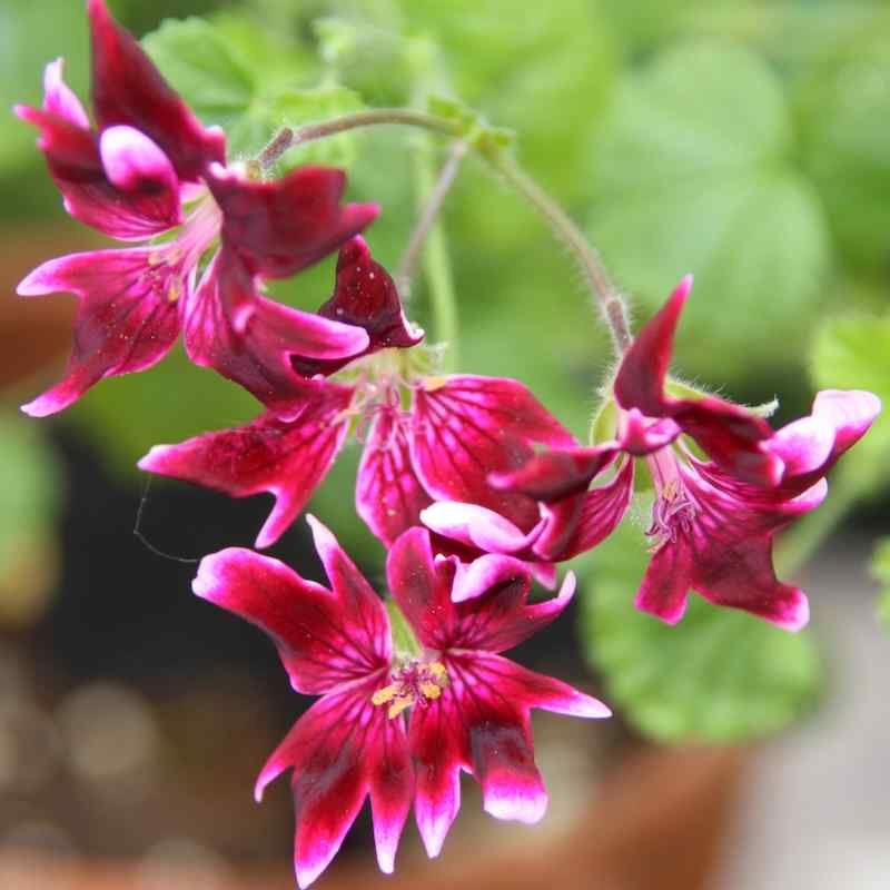 Pelargonium Fringed Jer-Rey