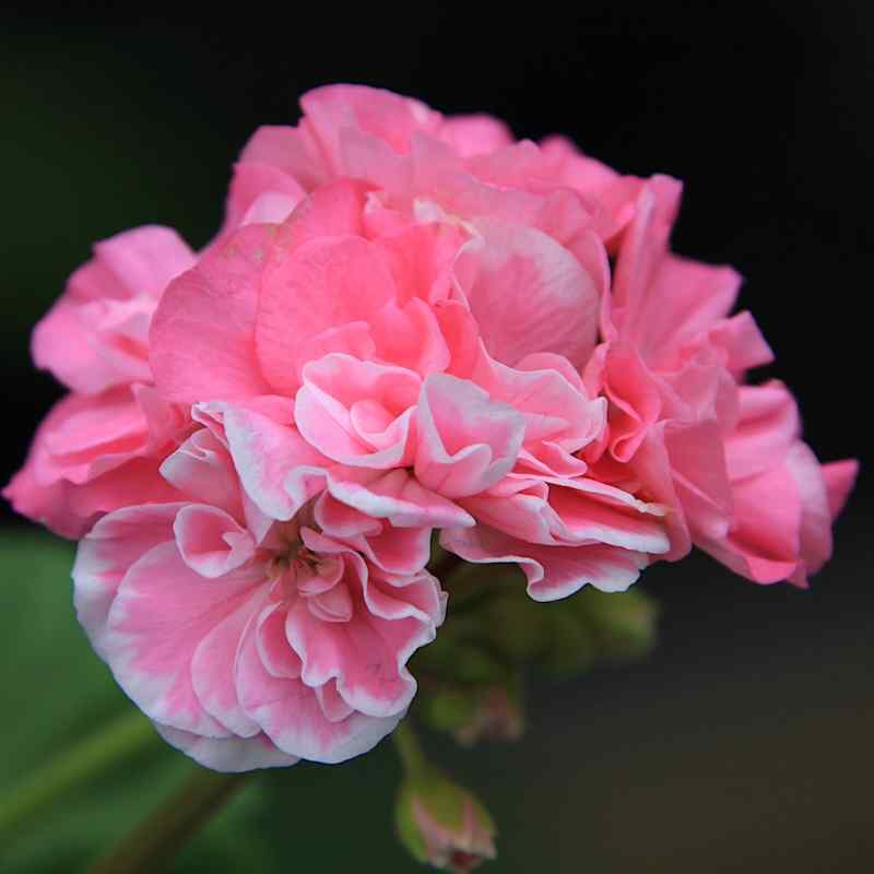 Pelargonium Frou Frou