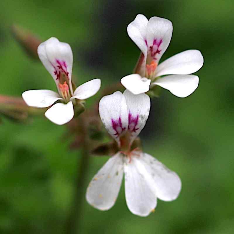 Pelargonium Fruity